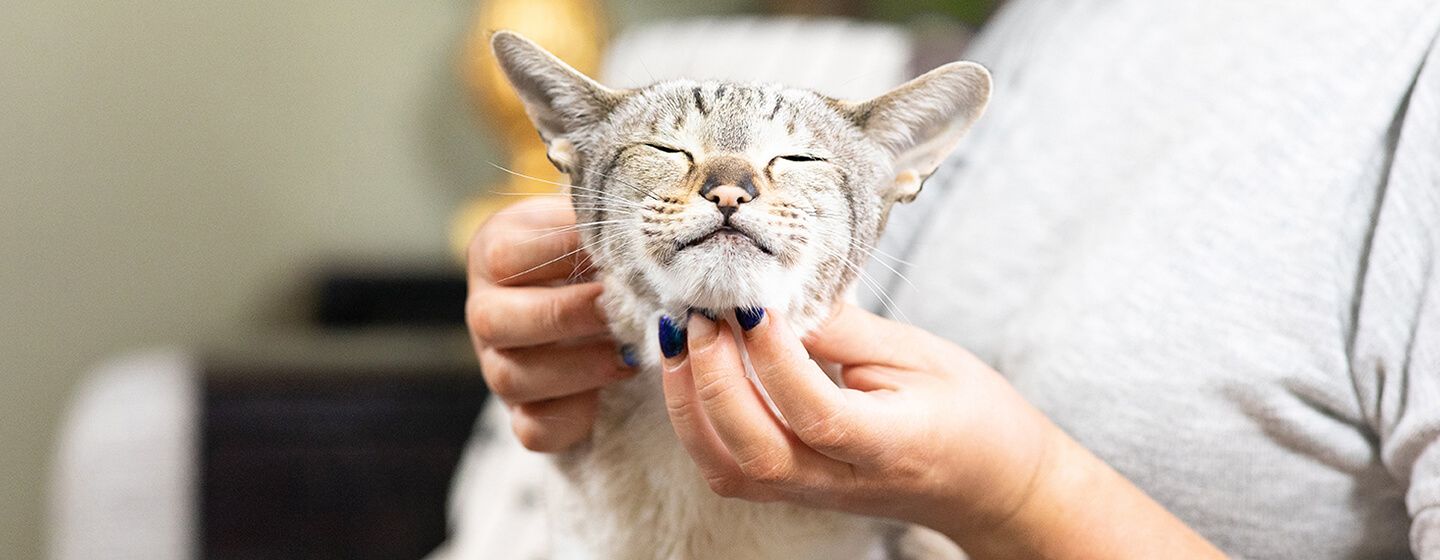 Giving meds to store cats